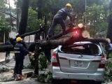 Cây đổ đè 2 ôtô ở trung tâm Sài Gòn